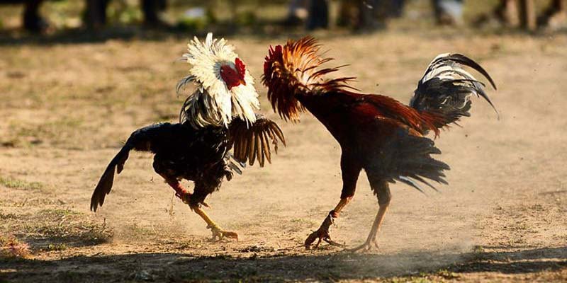 Bí quyết tham gia đã mang lại cơ hội thắng cao