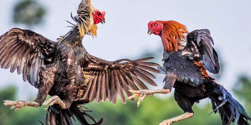 Các loại hình đang được nhiều người tham gia